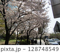 ソウル・汝矣島の桜 128748549