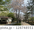 ソウル・汝矣島の桜 128748551