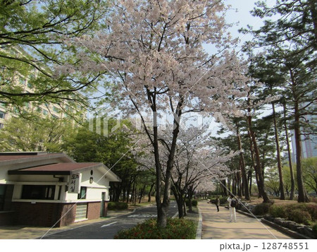 ソウル・汝矣島の桜 ソウル・汝矣島の桜 128748551