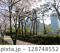 ソウル・汝矣島の桜 128748552