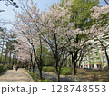 ソウル・汝矣島の桜 128748553