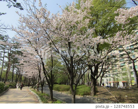 ソウル・汝矣島の桜 ソウル・汝矣島の桜 128748553