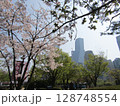 ソウル・汝矣島の桜 128748554