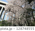 ソウル・汝矣島の桜 128748555