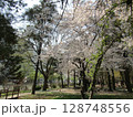 ソウル・汝矣島の桜 128748556