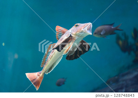 大きく口を開けたホウボウ 128748843