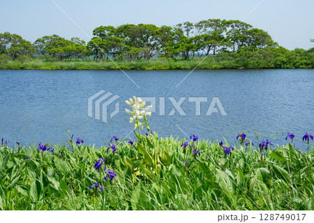 夏の花咲くサロベツ原生花園 夏の花咲くサロベツ原生花園 128749017
