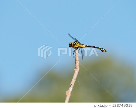 サナエトンボ科ウチワヤンマ♀ サナエトンボ科ウチワヤンマ♀ 128749019