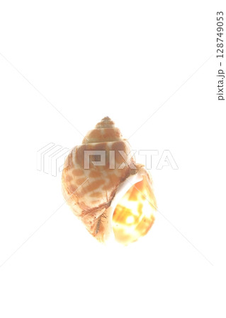 ヤマグチバイ 128749053