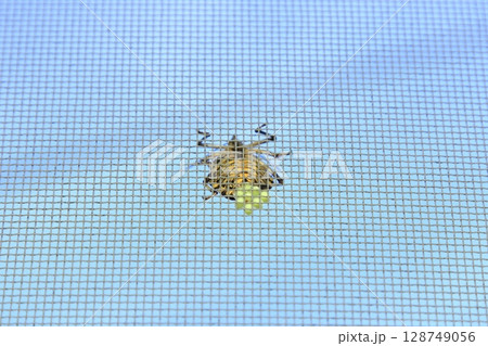 網(網戸)で産卵中のキマダラカメムシ 128749056