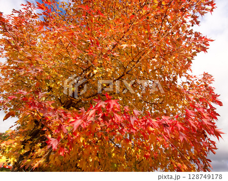真っ赤に染まったモミジの紅葉 128749178