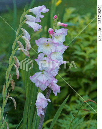 園芸種アヤメ科グラジオラスの花 園芸種アヤメ科グラジオラスの花 128749204