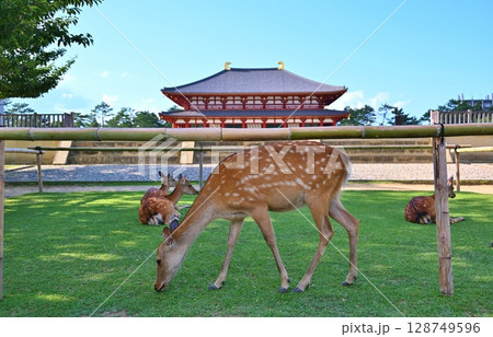 興福寺と鹿 奈良 興福寺と鹿 奈良 128749596