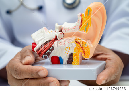 Asian doctor holding human ear model to learn and treat hearing loss in patient. 128749628