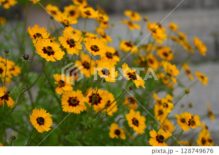 キンケイギク 128749676