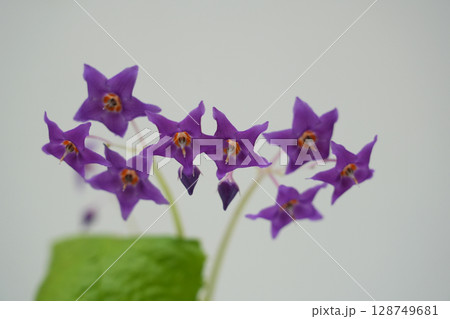 イワタバコの花 イワタバコの花 128749681