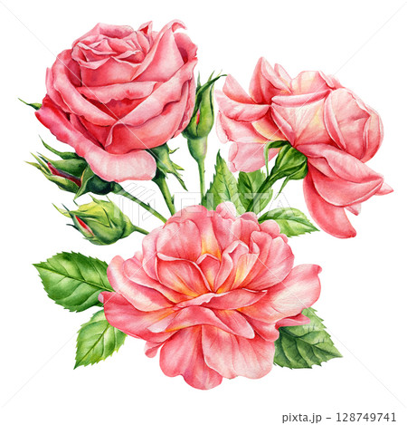 Pink roses with rosebuds and green leaves watercolor floral bouquet botanical romantic illustration for wedding design 128749741