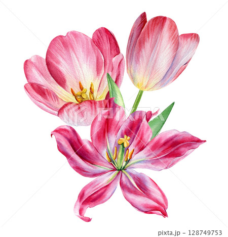 Pink tulips and lily watercolor floral bouquet spring composition with delicate petals and green leaves botanical clipart Pink tulips and lily watercolor floral bouquet spring composition with delicate petals and green leaves botanical clipart 128749753