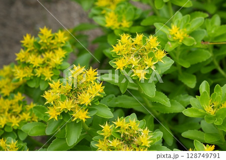 麒麟草の花 麒麟草の花 128749791