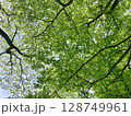 自然　木 128749961