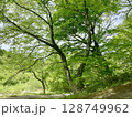木々　大山 128749962