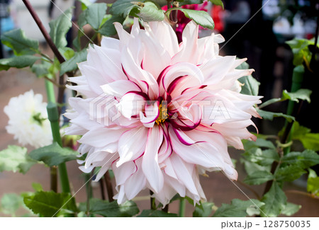 白と濃いピンク色のダリアが美しいクローズアップ 白と濃いピンク色のダリアが美しいクローズアップ 128750035
