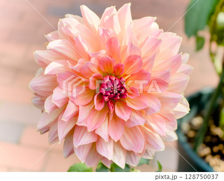 薄いオレンジ色のダリアが美しいクローズアップ 128750037