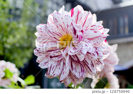 白と濃いピンク色のダリアが美しいクローズアップ 128750040