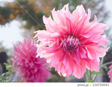 濃いピンク色のダリアが美しいクローズアップ 128750041