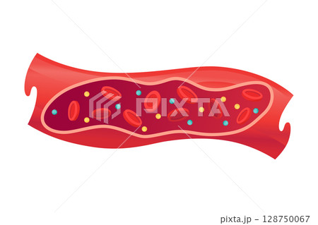 Type of cholesterol in human blood vessels. Normal artery for explanation disease. High-Density Lipoprotein HDL. Vector illustration Type of cholesterol in human blood vessels. Normal artery for explanation disease. High-Density Lipoprotein HDL. Vector illustration 128750067