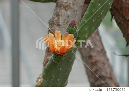 大型宝剣の花 大型宝剣の花 128750083