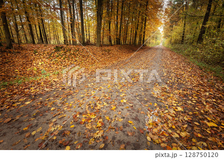 Beautiful colors in the forest with wet dirt road and fallen leaves 128750120