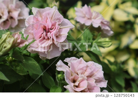 栄養系ペチュニアの花ホイップマカロン 栄養系ペチュニアの花ホイップマカロン 128750143