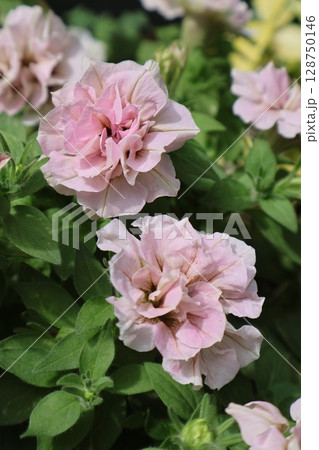 栄養系ペチュニアの花ホイップマカロン 128750146