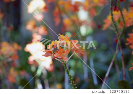 エピデンドルムの花 128750153