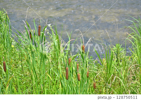 和束川のガマ　京都 128750511