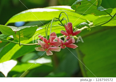 シクンシの花 シクンシの花 128750572