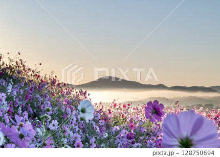 雲海に包まれたコスモス畑と山の風景 雲海に包まれたコスモス畑と山の風景 128750694