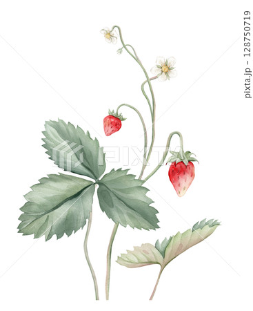 Composition with Wild Strawberry branches and white flower . Hand drawn watercolor illustration of Woodland strawberry plant green leaves and red wild berries on isolated background. 128750719