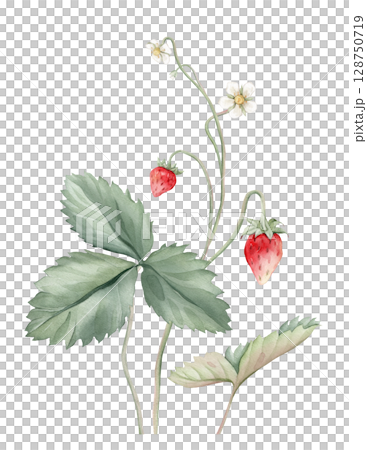 Composition with Wild Strawberry branches and white flower . Hand drawn watercolor illustration of Woodland strawberry plant green leaves and red wild berries on isolated background. 128750719