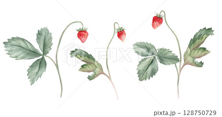 Watercolor set of Wild Strawberry branches. Woodland strawberry plant with leaves and red berries watercolor on isolated background. Vintage hand drawn illustration strawberry branches. Wild berries. Watercolor set of Wild Strawberry branches. Woodland strawberry plant with leaves and red berries watercolor on isolated background. Vintage hand drawn illustration strawberry branches. Wild berries. 128750729
