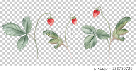 Watercolor set of Wild Strawberry branches. Woodland strawberry plant with leaves and red berries watercolor on isolated background. Vintage hand drawn illustration strawberry branches. Wild berries. Watercolor set of Wild Strawberry branches. Woodland strawberry plant with leaves and red berries watercolor on isolated background. Vintage hand drawn illustration strawberry branches. Wild berries. 128750729