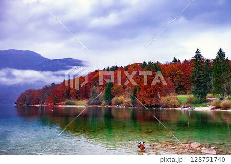 Autumn serene lake Bohinj mirrors and colorful forest in Slovenia 128751740