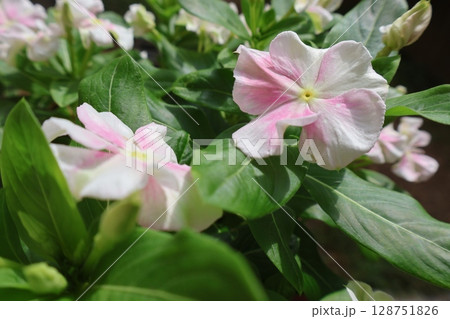 パステルカラーのニチニチソウ 128751826