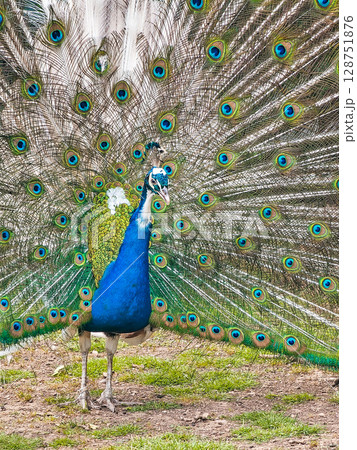 Peacock Showing Off Its Tail While Walking Through a Café in Budva Peacock Showing Off Its Tail While Walking Through a Café in Budva 128751876