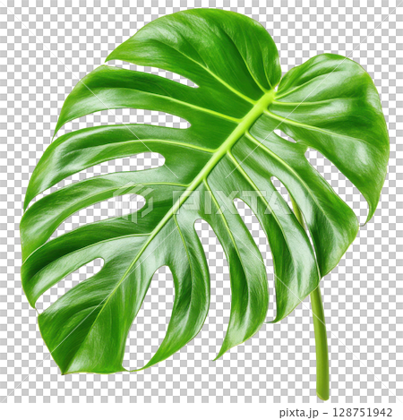 Monstera green leaf for decorate isolated on white background transparent PNG clipart. 128751942