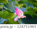 夏の朝に撮影した蓮の花の蕾 128751965