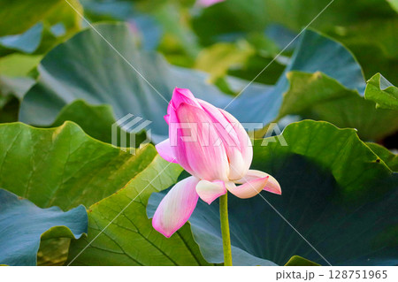 夏の朝に撮影した蓮の花の蕾 128751965