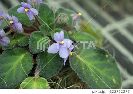 アフリカスミレの花 アフリカスミレの花 128752277