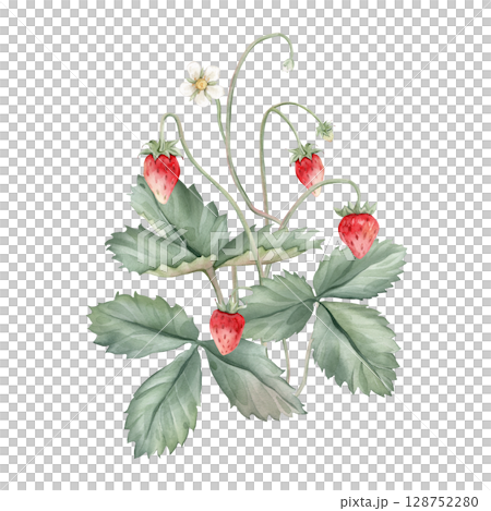 Composition with Wild Strawberry branches and white flower . Hand drawn watercolor illustration of Woodland strawberry plant green leaves and red wild berries on isolated background. 128752280